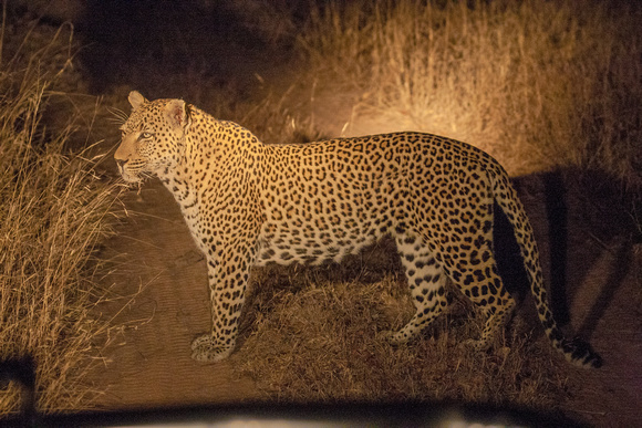 2015SthAfrica_-1097