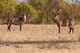 2015SthAfrica_-1714
