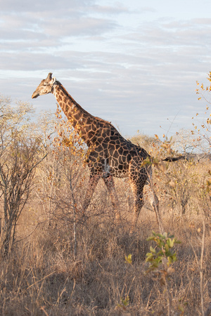 2015SthAfrica_-950