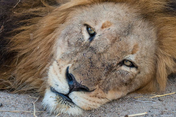 2015SthAfrica_-968