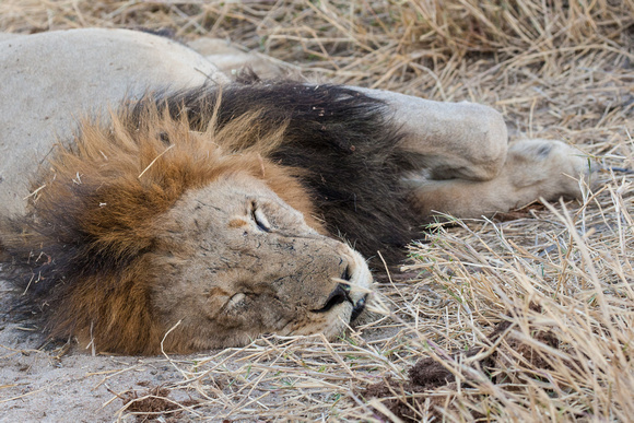 2015SthAfrica_-957